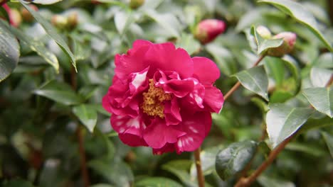 a vibrant camellia in full bloom with soft petals and rich details. captured in 4k slow motion, this shot showcases the elegance of nature and botanical beauty.