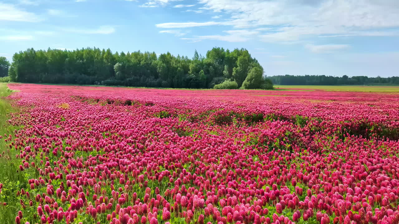 campo de tréboles carmesí en flor en un día de viento