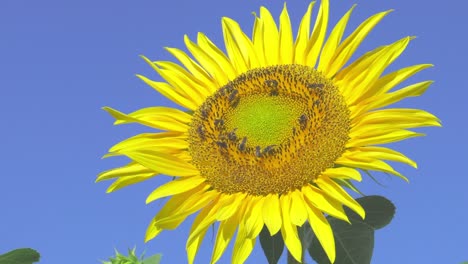 abejas melíferas sobre girasol amarillo contra el cielo azul.