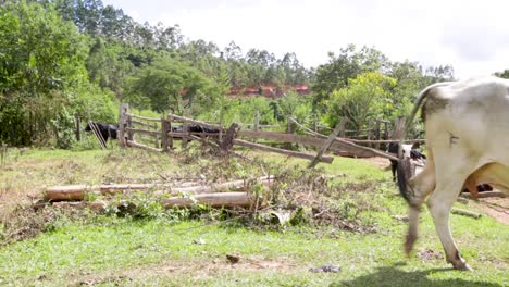 Vacas-Comiendo-Tranquilamente-En-Los-Campos-En-Una-Tarde-Soleada-En-Brasil,-América-Del-Sur-5