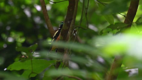 black-and-yellow broadbill, eurylaimus ochromalus, kaeng krachan national park