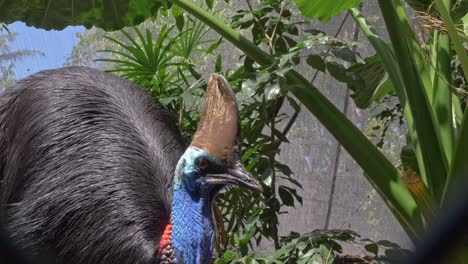 black feathered flightless bird southern cassowary in the rainforest of queensland in australia