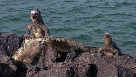 marine iguanas rest on the rocky shoreline of isla fernadina in the galapagos