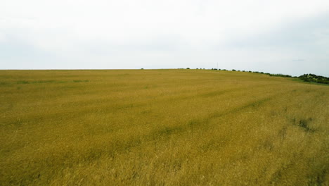 Vasto-Campo-De-Trigo-Amarillo-Debajo-Del-Cielo-Nublado-En-Vashlovani,-Georgia