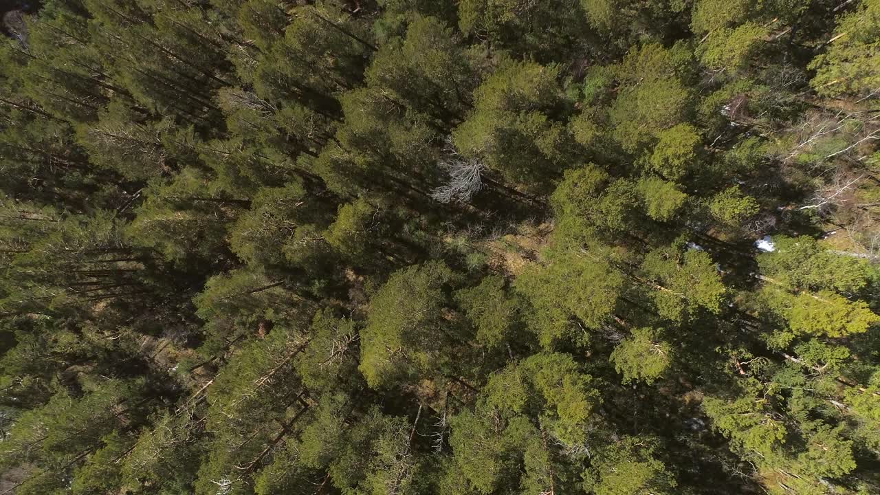 Vista aérea de un bosque