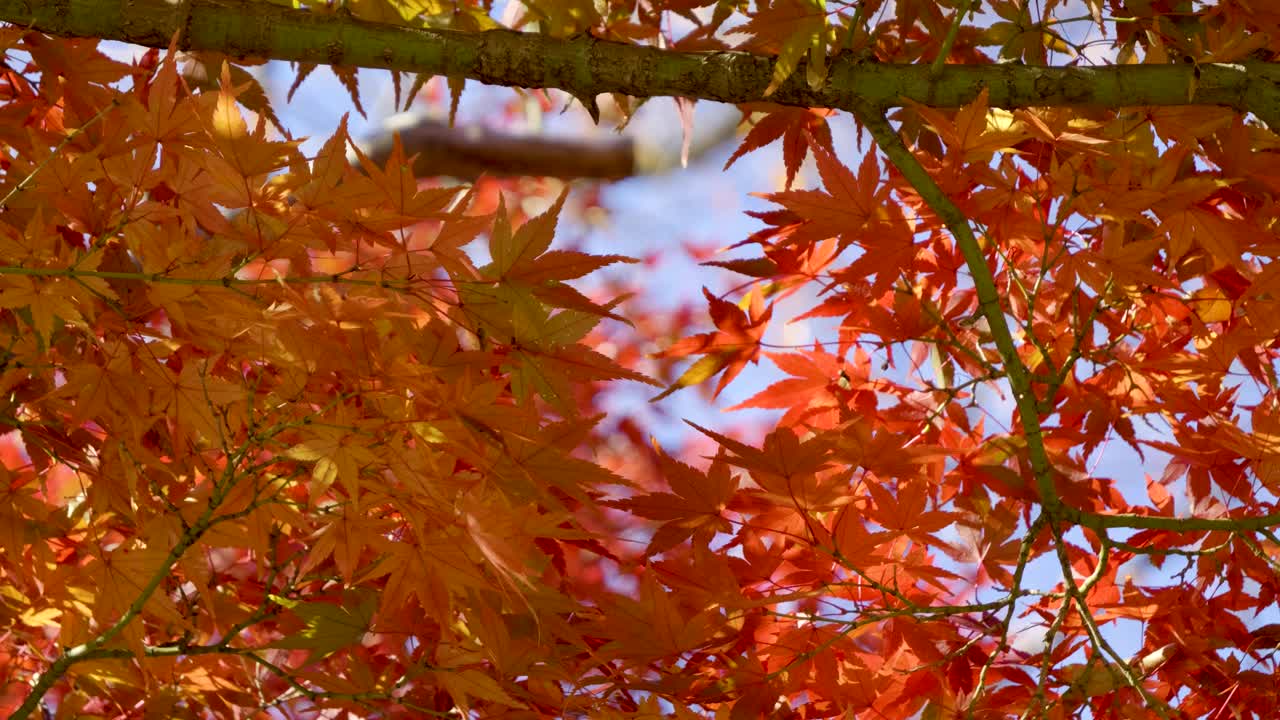 일본의 가을 색을 담은 메이플 리프 위에서 촬영된 클로즈업 잠금 장면