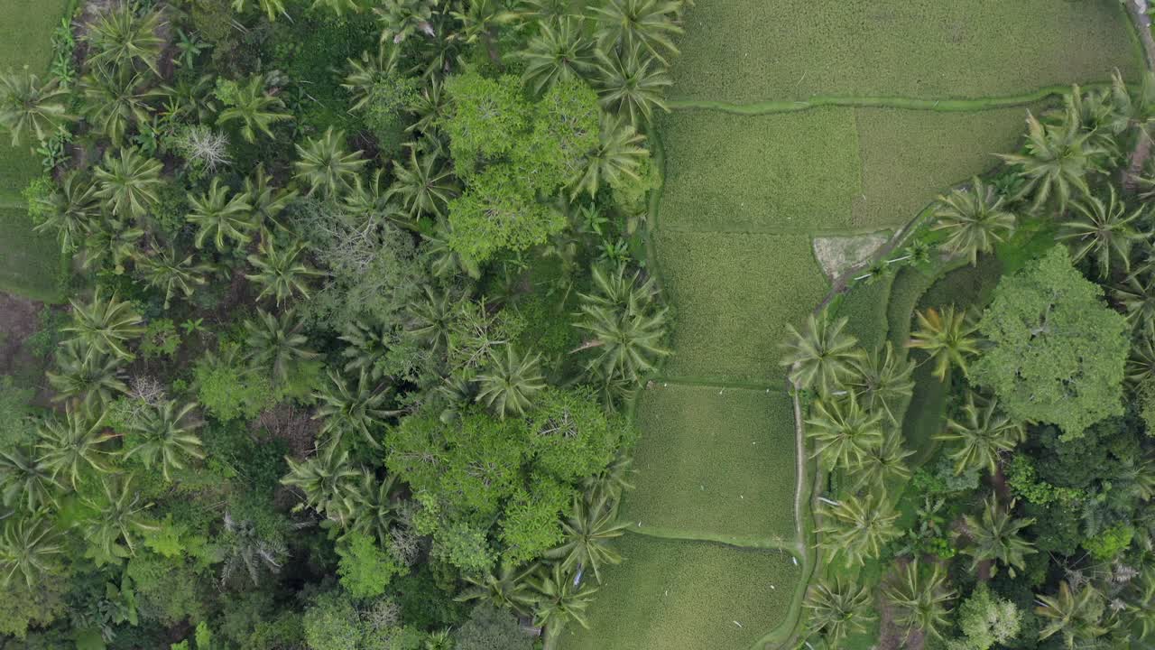 발리의 테갈라랑  테라스의 드론 뷰