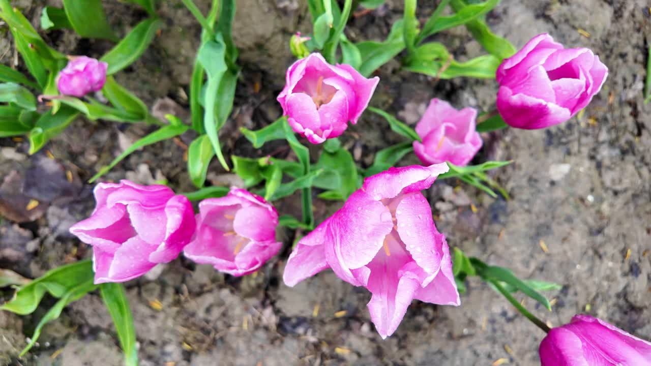 Nærbillede af lyserøde tulipaner på marken set ovenfra.