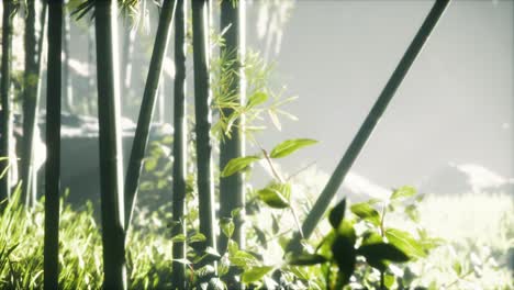 asian bamboo forest with sunlight