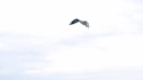 Seagulls-And-Birds-Flying-In-Group-against-white-sky