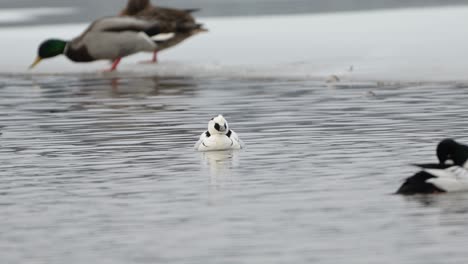 Male-Smew,-Common-Goldeneye-ducks-on-icy-pond,-Mallards-on-ice-in-background