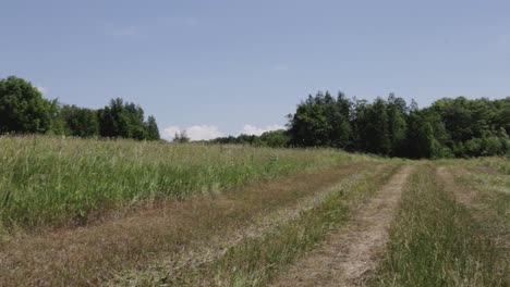 Amazing-Green-Field-Landscape-Composed-of-crops-and-Exotic-Trees-During-Sunny-Day---Wide-Shot