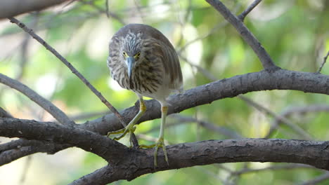 indian pond heron or paddybird flies away of tree branch