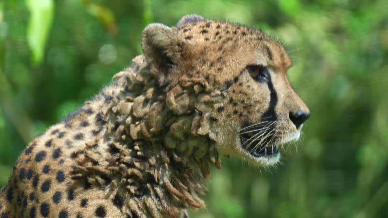 Гепард (Acinonyx jubatus) осматривает окрестности, крупный план.