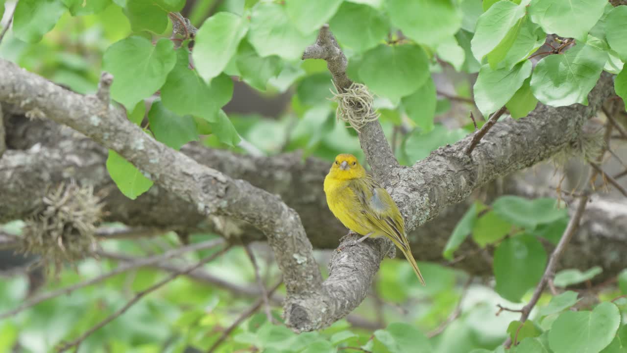 pájaro verde amarillo gira la cabeza, se pone de guardia en la rama del árbol