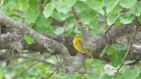 saffron finch yellow green bird turns head, stands watch on tree branch