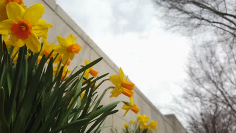 a slow camera pan of a group of yellow daffodils in a spring garden waving in the wind