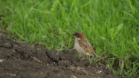 sparrow on the ground