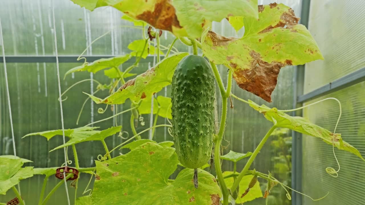 Detailed view of green cucumber growing in humid light-filled greenhouse corner