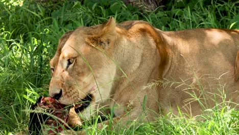 leona comiendo bajo un árbol en sudáfrica, primer plano de la cara en 4k