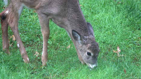 young white-tailed deer  grazes on grass in field