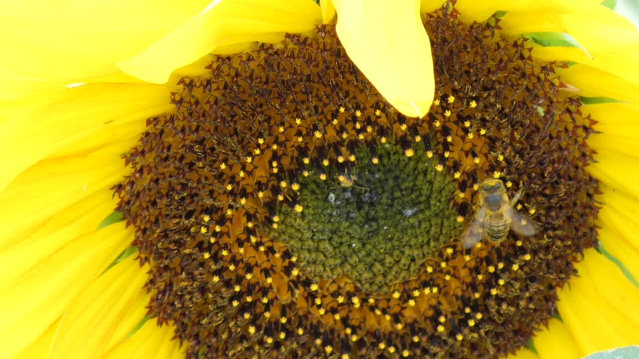 Closeup of a Bee Collecting Pollen from a Sunflower