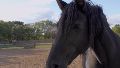 primer plano de la cabeza de un caballo negro con su crin en el viento