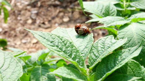 Two-Colorado-potato-beetles-on-a-potato-plant-in-the-garden-on-a-windy-day