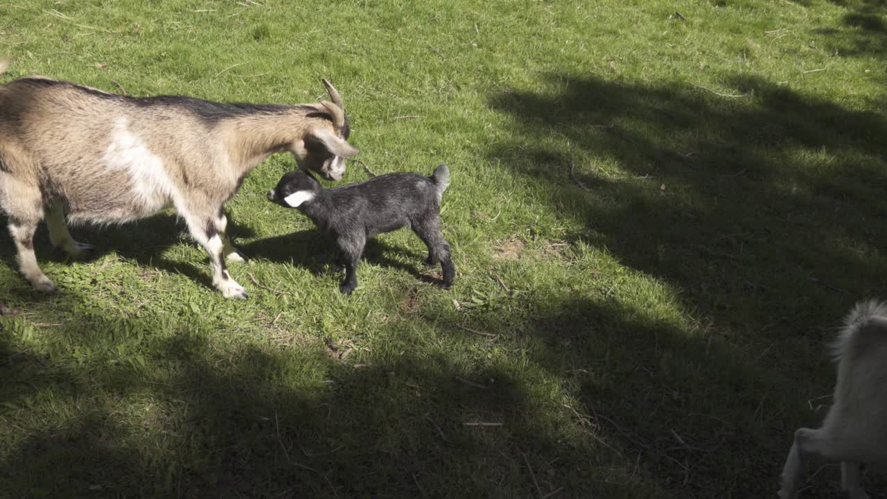 염소 의 아이 가 우유 를 빨고 있다
