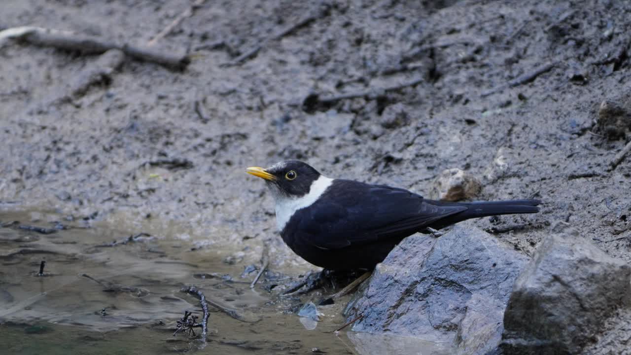 White-collared Blackbird bird in nepal