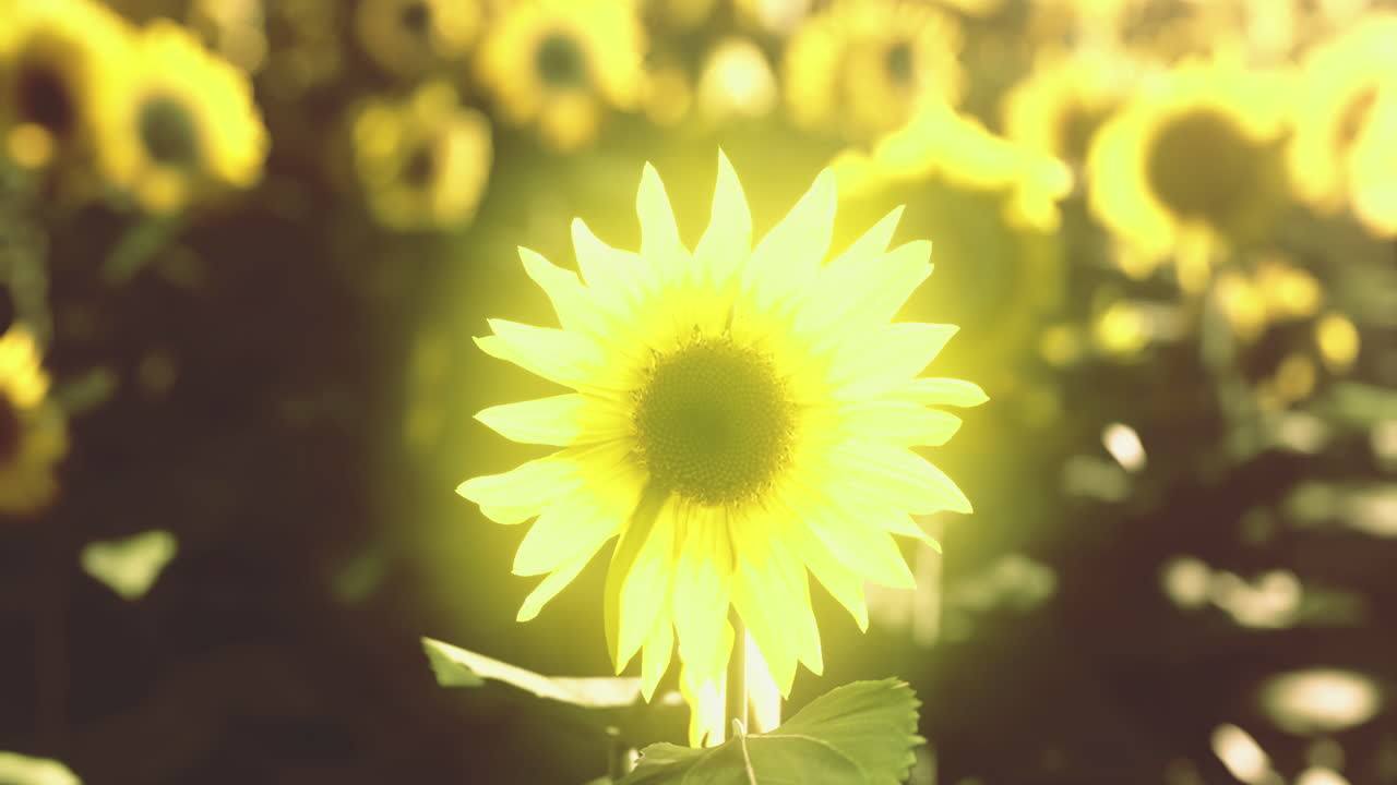 Bright sunflower stands tall in a golden field during a sunny afternoon