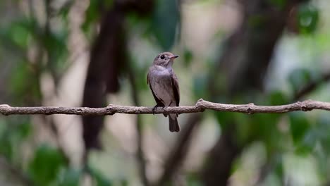 The-Asian-Brown-Flycatcher-is-a-small-passerine-bird-breeding-in-Japan,-Himalayas,-and-Siberia