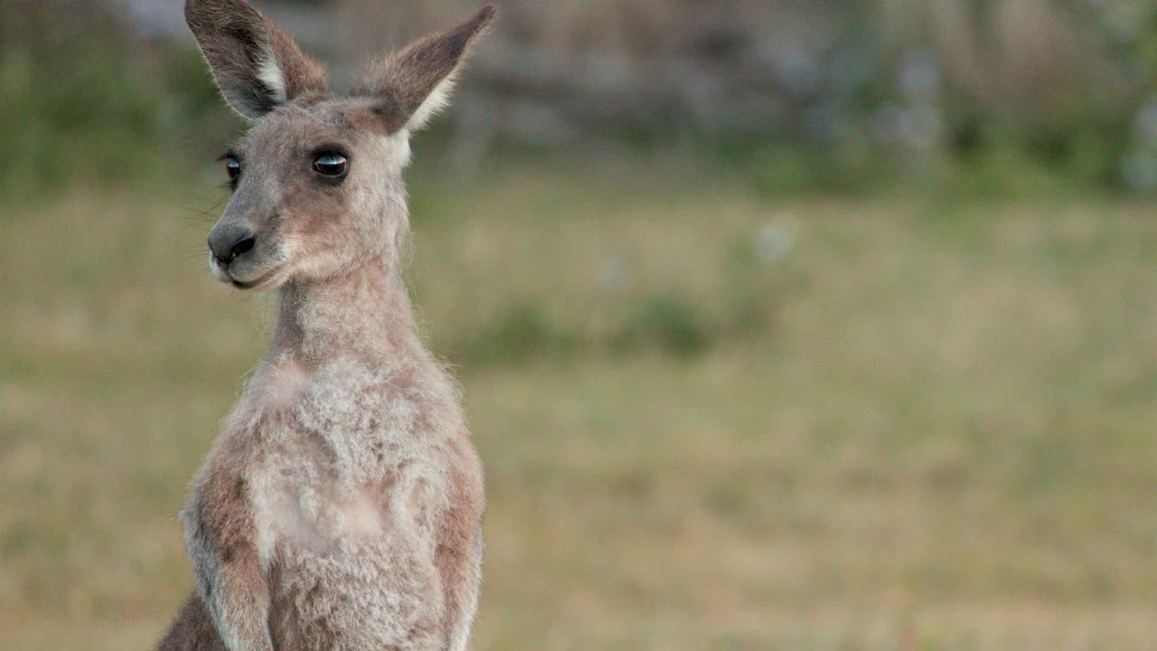 A solitary Eastern Grey Kangaroo stands upright in open grassland at sunset, attentively scanning its surroundings. Soft natural lighting, steady medium shot