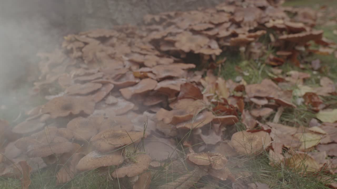 Dolly out of Honey Fungus Mushroom with trail of mist passing over it