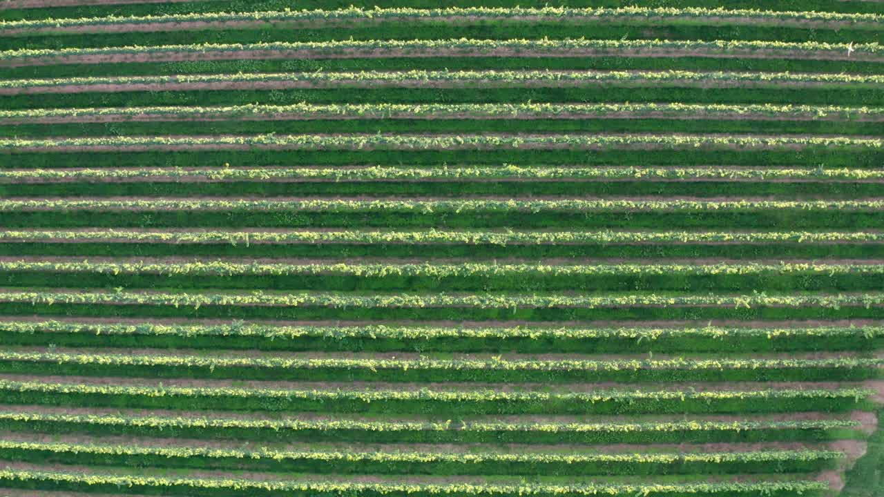 antena ascendente de viña