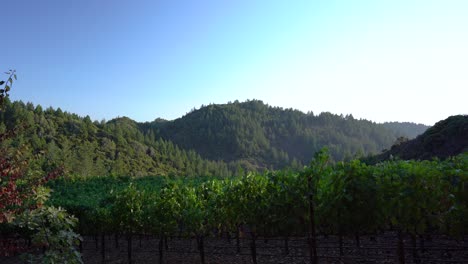 zooming out on vineyard over seeing the mountains in california