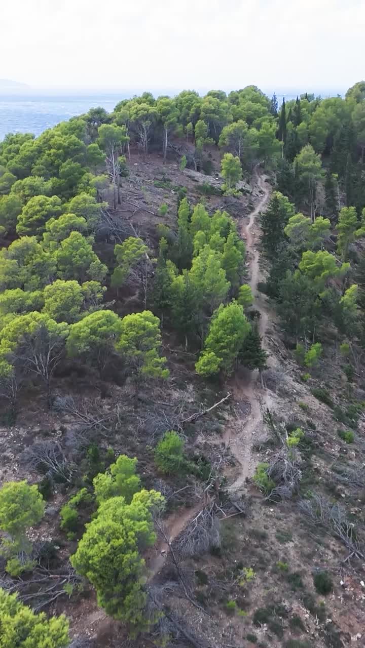 Veduta aerea della foresta costiera