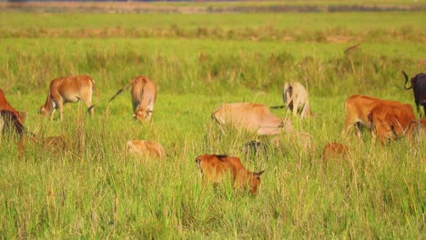flock of brown cows grazing in grassland of bangladesh, handheld