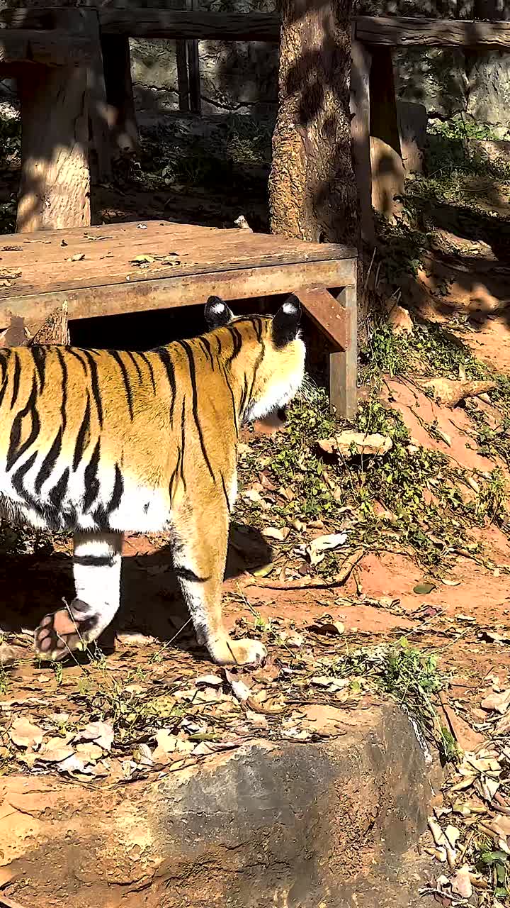 동물원 에서 자연 서식지 를 걸어다니는 호랑이