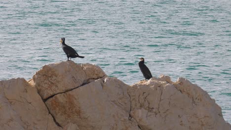 Kormoran-Seevögel-Auf-Felsen-Gegen-Meereswellen,-Mittelmeer