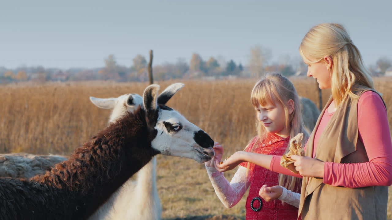 아이와 함께 활동적인 주말 - 엄마와 딸이 농장에서 알파카에게 먹이를 줍니다