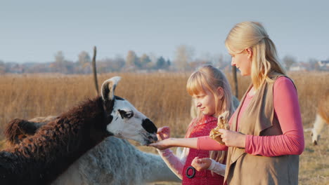 active weekend with a child - mom and daughter feed alpaca on the farm