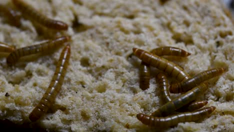 The-Mealworm-is-a-species-of-Darkling-Beetle-used-to-feed-pets-like-fish,-snakes,-birds,-and-frogs