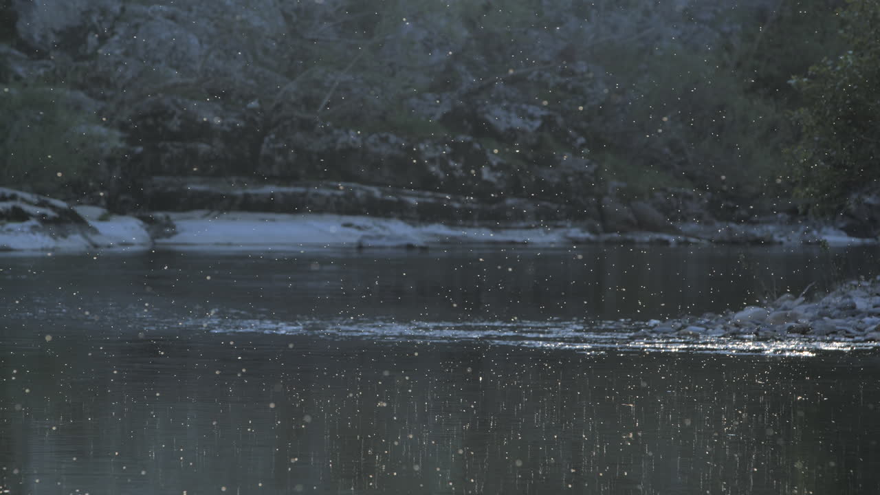 Insects and pollens flying over a river in France sunset