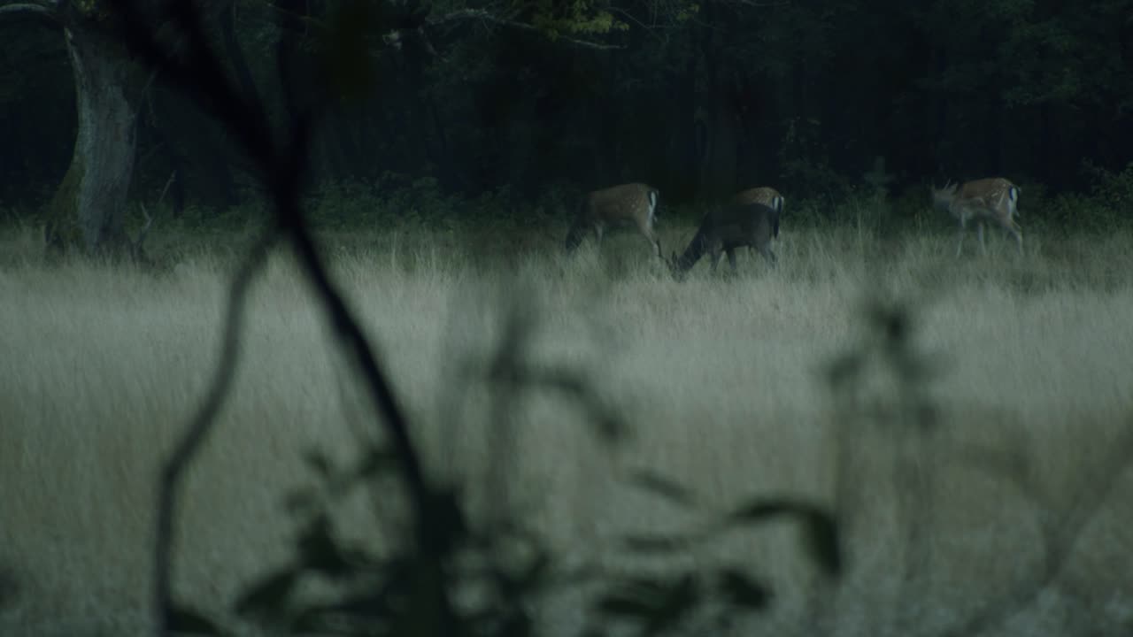 несколько ланей, питающихся на британском военном полигоне сенне в падерборне, германия