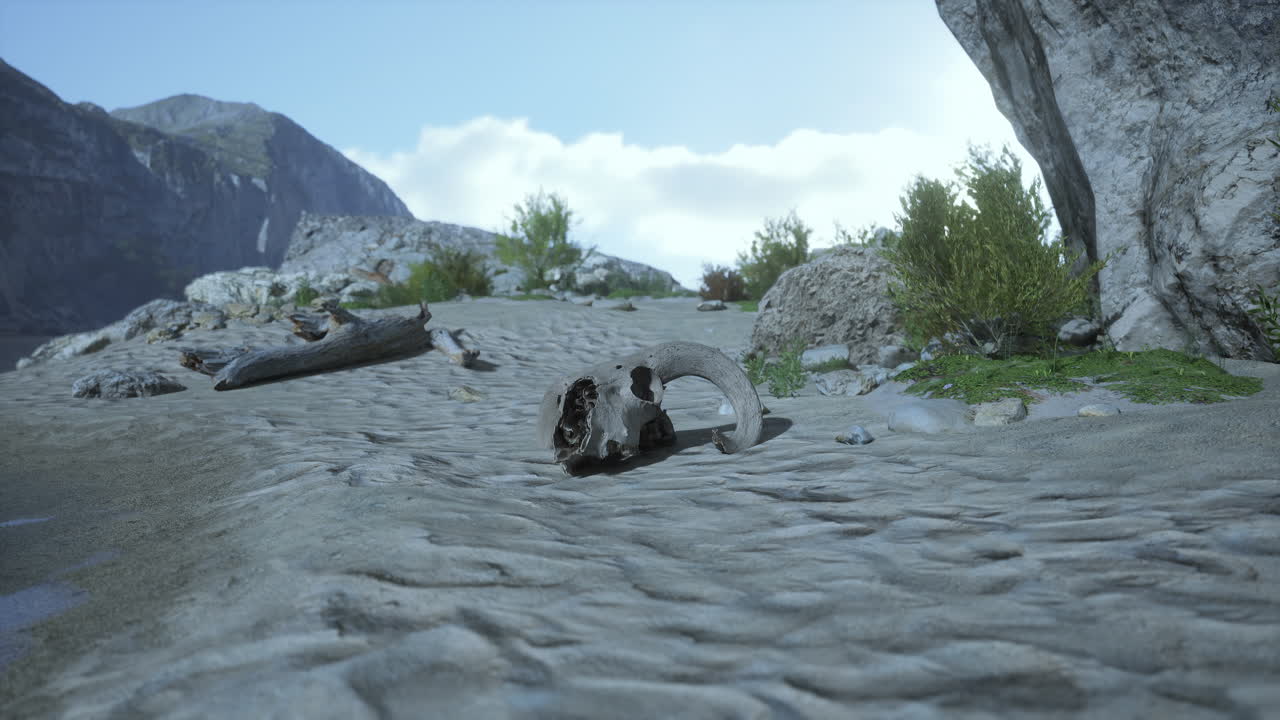 사막에 있는 두개골