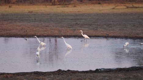 Extreme-Weite-Aufnahme-Von-Reihern-Und-Löfflern,-Die-In-Einem-Wasserloch-In-Khwai,-Botswana,-Fischen