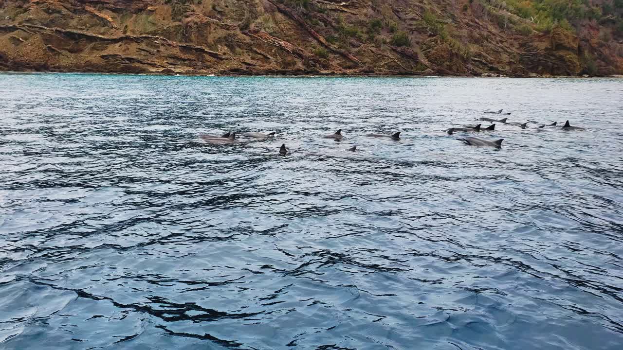 Spinner Dolphins - Pod - Rocky mountain shoreline - Japan