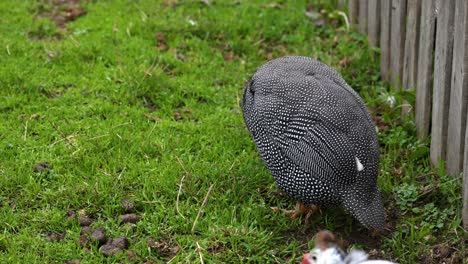 guineafowl preening feathers in natural habitat