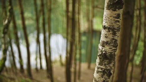 primer plano de un abedul en un bosque cerca de un lago
